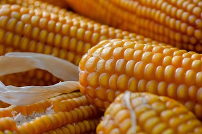 Corn Kathas Fotos Pixabay
