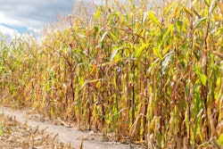 Corn Field Harvest