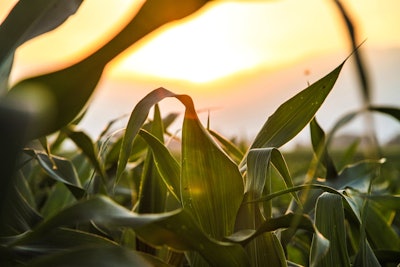 Corn Field Sunset Pixabay