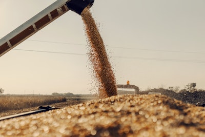 Corn Harvest