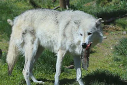 Pfi wolf Eating Fish