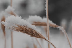Snowy Wheat Field