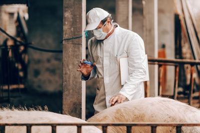 Vet Giving Vaccines To Pigs