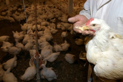 Vet Holding Broiler Feeding