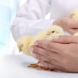 Vet With Chicks