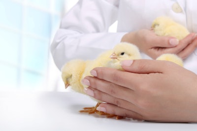 Vet With Chicks