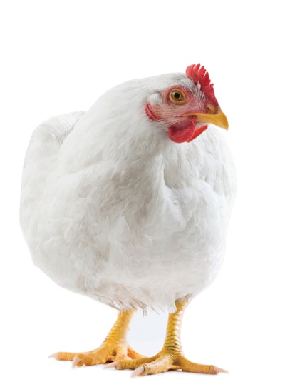 White Chicken On White Bkgrnd 2