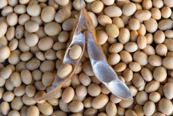 Soybean Via P Petro Bigstock