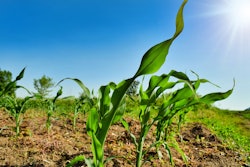 Baby Corn In Field Svetlozar Hristov Pixabay