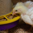 Broiler Chicken Eating