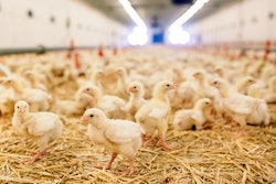 Chickens Feeding Poultry House