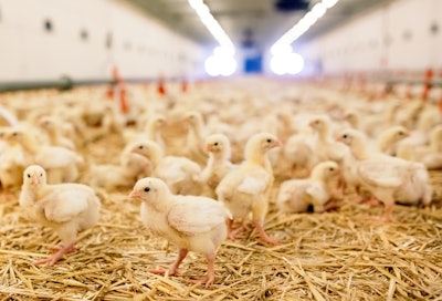 Chickens Feeding Poultry House