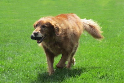 Golden Retriever Running With Toy 47962782621 O