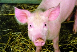 Piglet Looking At Camera 2