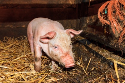 Piglet On Hay