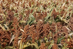 Sorghum Bmac0 Pixabay com