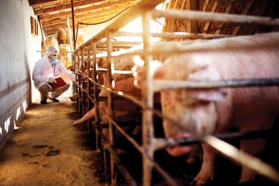 Vet With Pigs