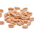 Wheat Grain