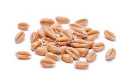 Wheat Grain