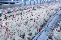 White Chickens In Poultry House 10