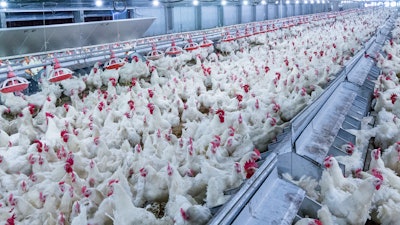 White Chickens In Poultry House 10