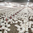 White Chickens In Poultry House 8