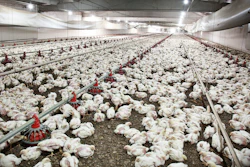 White Chickens In Poultry House 8