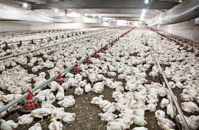 White Chickens In Poultry House 8