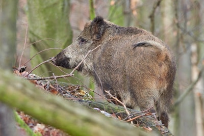 Wild Boar