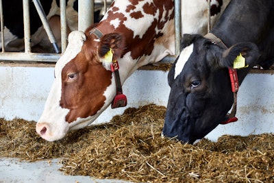 Cattle Eating Feed In Barn