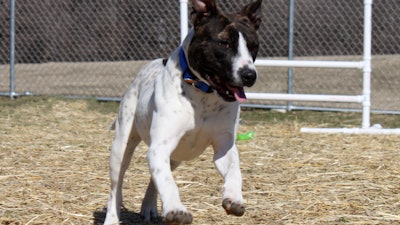 Dog Running Outside 23353193782 O