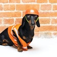 Pet food manufacturing safety must take into account everything from the equipment and processes being used to the humans who manage them.