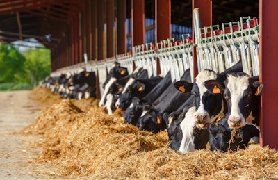 Holstein Cows Feeding