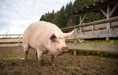 Large Pig In Mud