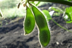 Soybeans Jcesar2015 Pixabay