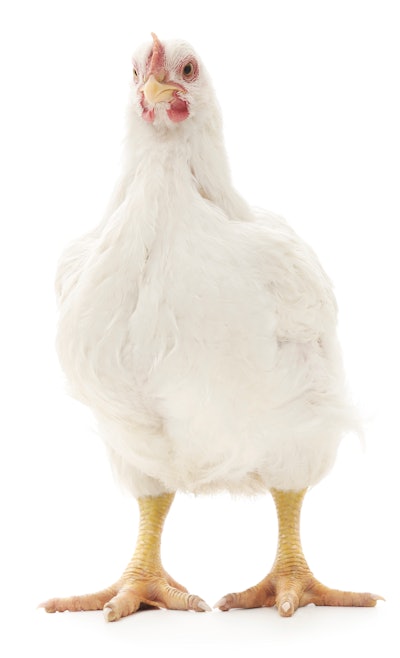 Technologies are advancing rapidly which will have a major impact on the health and welfare of broilers, turkeys and layers.
