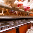 White Hens Laying Eggs