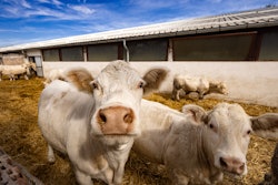 Charolais Beef Cattle Bull