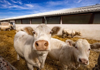 Charolais Beef Cattle Bull