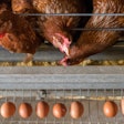 Laying Hens Eating