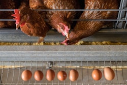 Laying Hens Eating