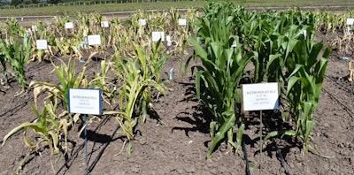 A field trial that is being conducted in Naivasha, Kenya.