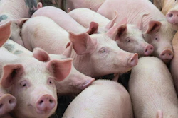 Pigs On Farm