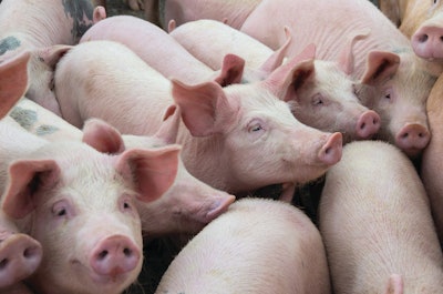 Pigs On Farm
