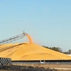 Pile Of Grain