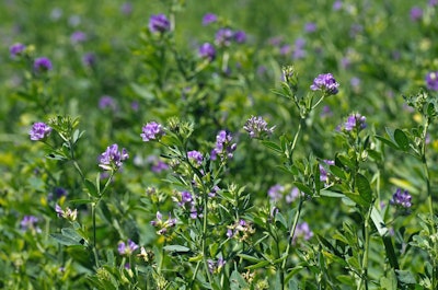 Alfalfa