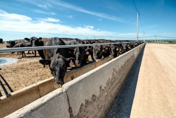 Angus Cattle Feedlot