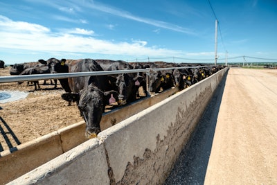 Angus Cattle Feedlot