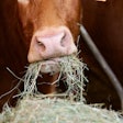 Beef Eating Hay