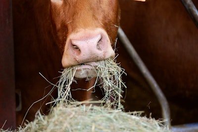 Beef Eating Hay